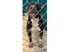 Adopt Draco a Gray/Blue/Silver/Salt & Pepper American Pit Bull Terrier dog in