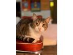 Ruffles, Domestic Shorthair For Adoption In Tomball, Texas