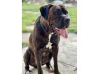 Adopt Jax a Brown/Chocolate - with Black Boxer / Cane Corso / Mixed dog in