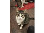 Wendy, Domestic Shorthair For Adoption In Tomball, Texas