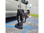 Adopt Biggie a Black - with White Cane Corso / Mixed dog in Smartsville