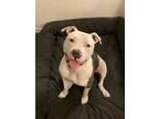Adopt Onyx a White - with Gray or Silver American Pit Bull Terrier / Mixed dog