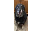 Adopt Alice a Black - with White German Shepherd Dog / Husky / Mixed dog in Port
