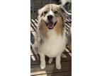 Adopt Echo a Merle Australian Shepherd / Mixed dog in Wichita, KS (41291749)
