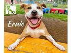 Ernie, American Pit Bull Terrier For Adoption In Tomball, Texas