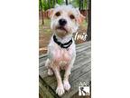 Iris, Norfolk Terrier For Adoption In Tomball, Texas