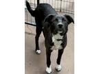 Adopt Runty a Black - with White Border Collie / Catahoula Leopard Dog / Mixed