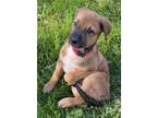 Adopt Evans a Tricolor (Tan/Brown & Black & White) Belgian Malinois / Mixed dog