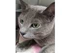 Adopt Shimmer a Domestic Shorthair / Mixed (short coat) cat in Meriden