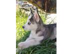 Adopt Frankie a Gray/Blue/Silver/Salt & Pepper Husky / Maremma Sheepdog / Mixed