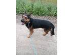 Adopt Cooper a Black - with Tan, Yellow or Fawn German Shepherd Dog / Mixed dog