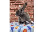 Charlie, Mini Rex For Adoption In Latrobe, Pennsylvania