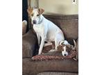 Adopt Bubba a White - with Brown or Chocolate Pit Bull Terrier / Mixed dog in