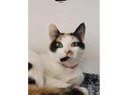 Adopt Turtle a White Domestic Shorthair / Domestic Shorthair / Mixed cat in
