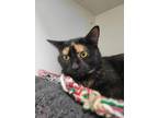 Adopt Ivy a All Black Domestic Shorthair / Domestic Shorthair / Mixed cat in