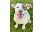 Adopt Robbie a White American Pit Bull Terrier / Border Collie / Mixed dog in