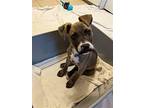 Stache, Terrier (unknown Type, Medium) For Adoption In Newport, Kentucky