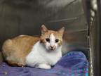 Adopt Sydney a Orange or Red Domestic Shorthair / Mixed Breed (Medium) / Mixed
