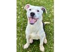 Adopt Herman a Black American Pit Bull Terrier / Border Collie / Mixed (short