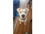Adopt Blue a White Mixed Breed (Large) / Mixed dog in Williamsburg