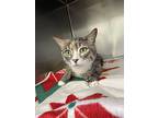 Bullet, Domestic Shorthair For Adoption In Chippewa Falls, Wisconsin