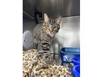 Spaz, Domestic Shorthair For Adoption In Chippewa Falls, Wisconsin