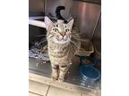 Miss Nosey, Domestic Shorthair For Adoption In Chippewa Falls, Wisconsin