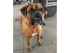 Adopt Annie a Tan/Yellow/Fawn - with Black Boxer / Mixed dog in Harrison
