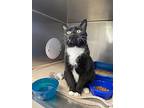 Mort, Domestic Shorthair For Adoption In Chippewa Falls, Wisconsin
