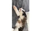 Adopt Annabel lee a Brown Tabby Domestic Longhair / Mixed (long coat) cat in