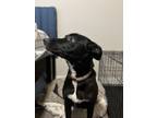 Adopt Zuri a Black - with White Mutt / Mixed dog in Auburn, AL (41388079)