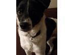 Adopt Obi a Black - with White Texas Heeler / Rottweiler / Mixed dog in