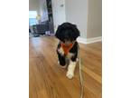 Adopt Buddy a Black - with White Aussiedoodle / Mixed dog in Perry Hall