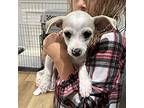 Yuki, Dachshund For Adoption In Thousand Oaks, California