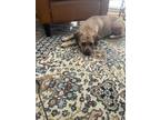 Adopt Ginger a Tan/Yellow/Fawn - with White Mutt / Mixed dog in Cary