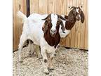 Turnip -- Bonded Buddy With Carrot, Goat For Adoption In Des Moines, Iowa