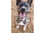 Adopt EDWARDS a Black Mixed Breed (Medium) / Mixed dog in Fernandina Beach
