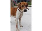 Adopt FOREST a Tan/Yellow/Fawn Mixed Breed (Small) / Mixed Breed (Medium) /
