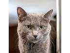 Mipha, Domestic Shorthair For Adoption In Des Moines, Iowa