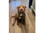 Adopt Maxx a Brown/Chocolate - with White American Pit Bull Terrier / Mixed dog