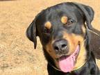Adopt Sandler a Black Mixed Breed (Large) / Mixed dog in Georgetown