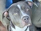 Adopt Dorothy a Gray/Blue/Silver/Salt & Pepper Mixed Breed (Large) / Mixed dog