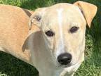 Adopt Popcorn a Tan/Yellow/Fawn Mixed Breed (Large) / Mixed dog in Georgetown