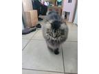 Adopt Chonk a Brown Tabby Domestic Longhair / Mixed (long coat) cat in New