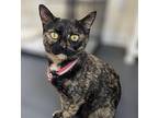 Candy, Domestic Shorthair For Adoption In Roseville, California
