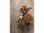 Adopt Cardi a Brown/Chocolate - with White American Pit Bull Terrier / Mixed dog