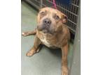 Adopt Big Meech a American Staffordshire Terrier / Mixed dog in Raleigh
