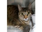 Adopt 24-05-1404 Audrey a Domestic Shorthair / Mixed (short coat) cat in Dallas