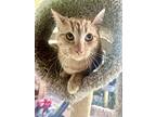 Bellini, Domestic Shorthair For Adoption In Roseville, California