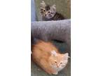 Adopt Kitty a Orange or Red Maine Coon / Mixed (medium coat) cat in Cathedral